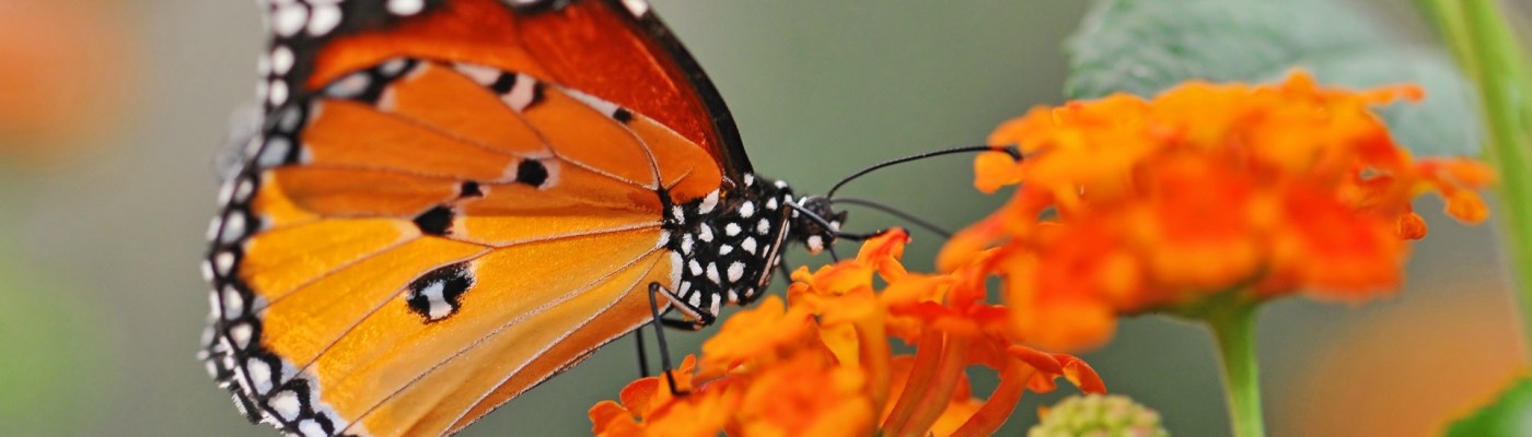 Why Life Is a Wonder