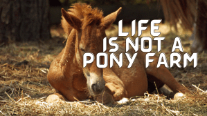 Why Life is Not a Pony Farm